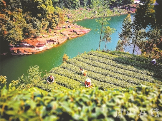 順龍生態(tài)茶園。 劉雪琴 攝