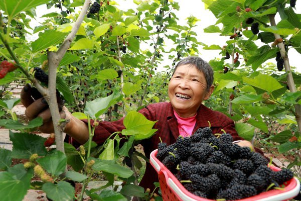  當地村民正在采摘桑葚。