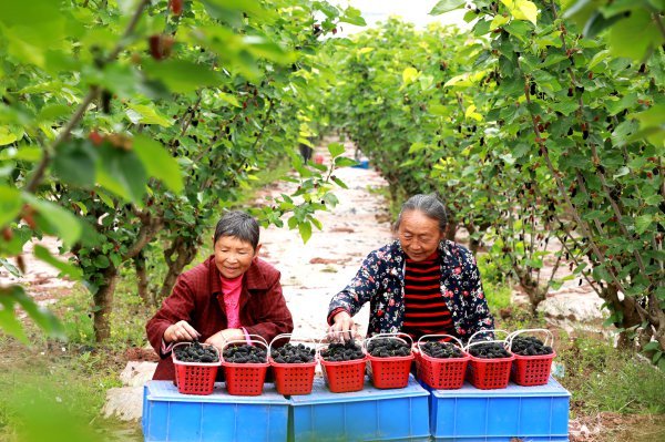 當地村民正在整理桑葚。