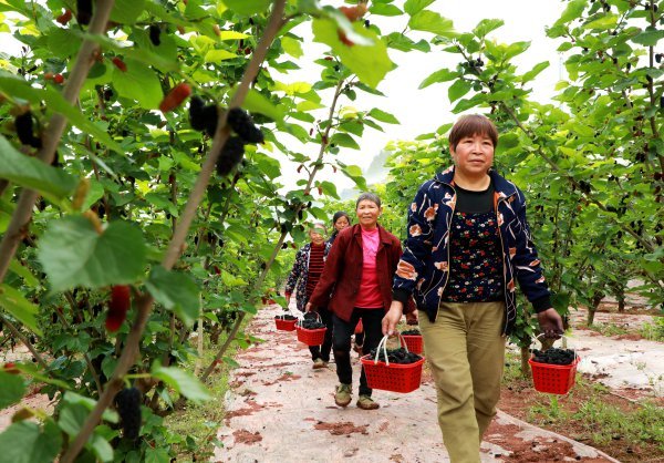 當地村民正在搬運桑葚。