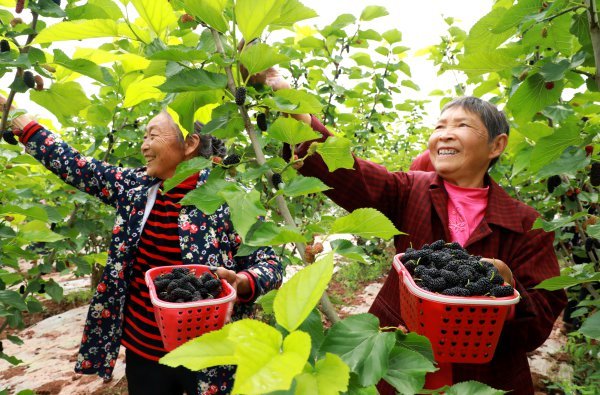 當地村民正在采摘桑葚。