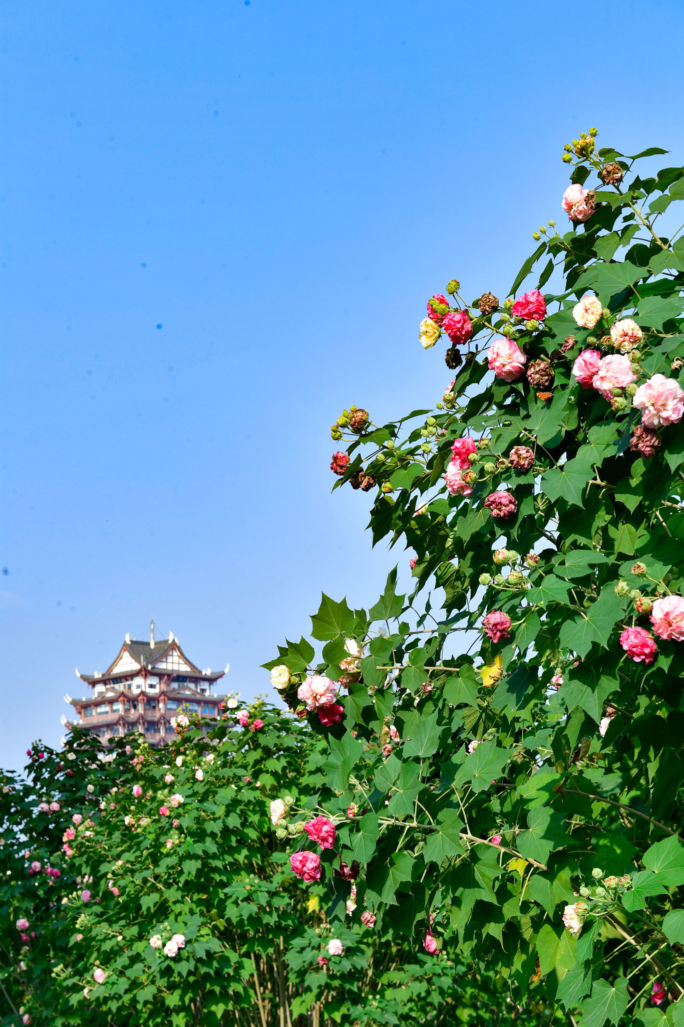 東坡城市濕地公園芙蓉.jpg