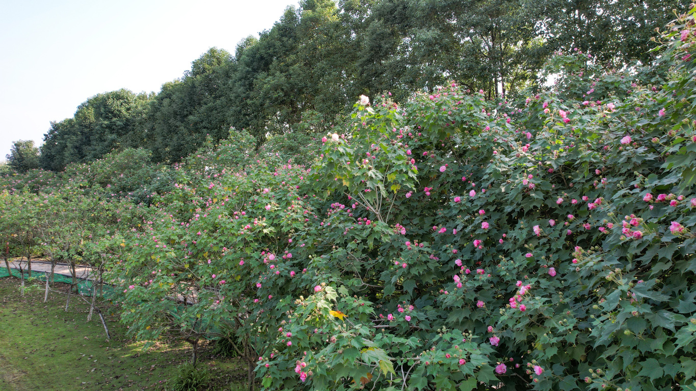 蘇堤公園芙蓉 (1).jpg