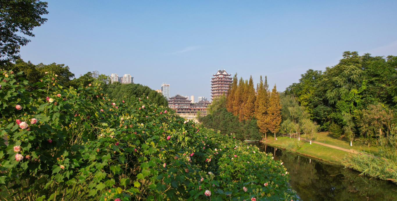 東坡城市濕地公園芙蓉 (2).jpg