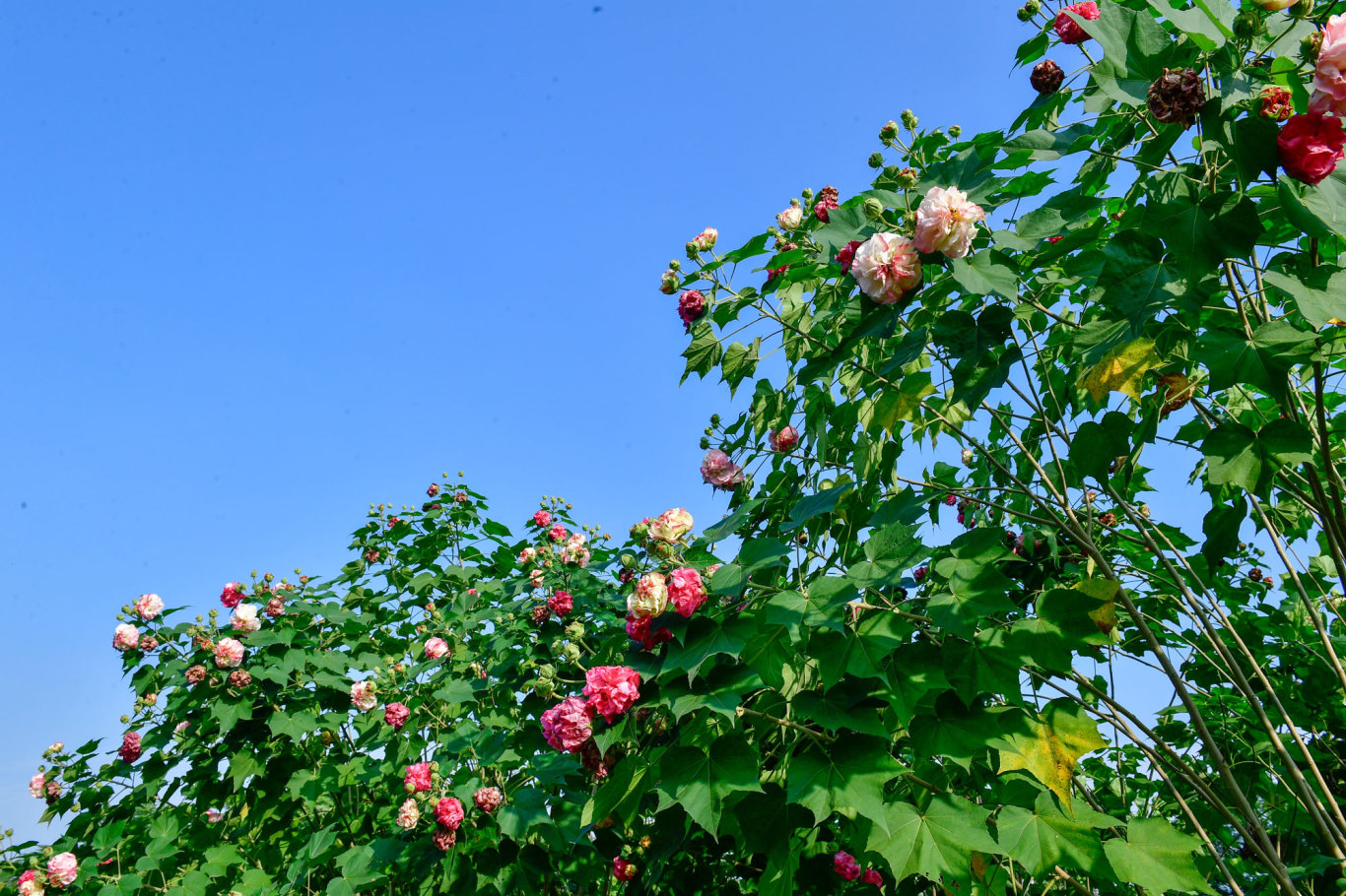 芙蓉花開.jpg