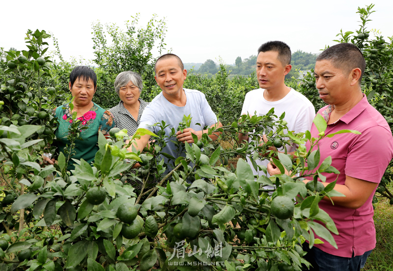 鄧強（中）向村民示范傳授柑橘的秋季管理技術。.jpg