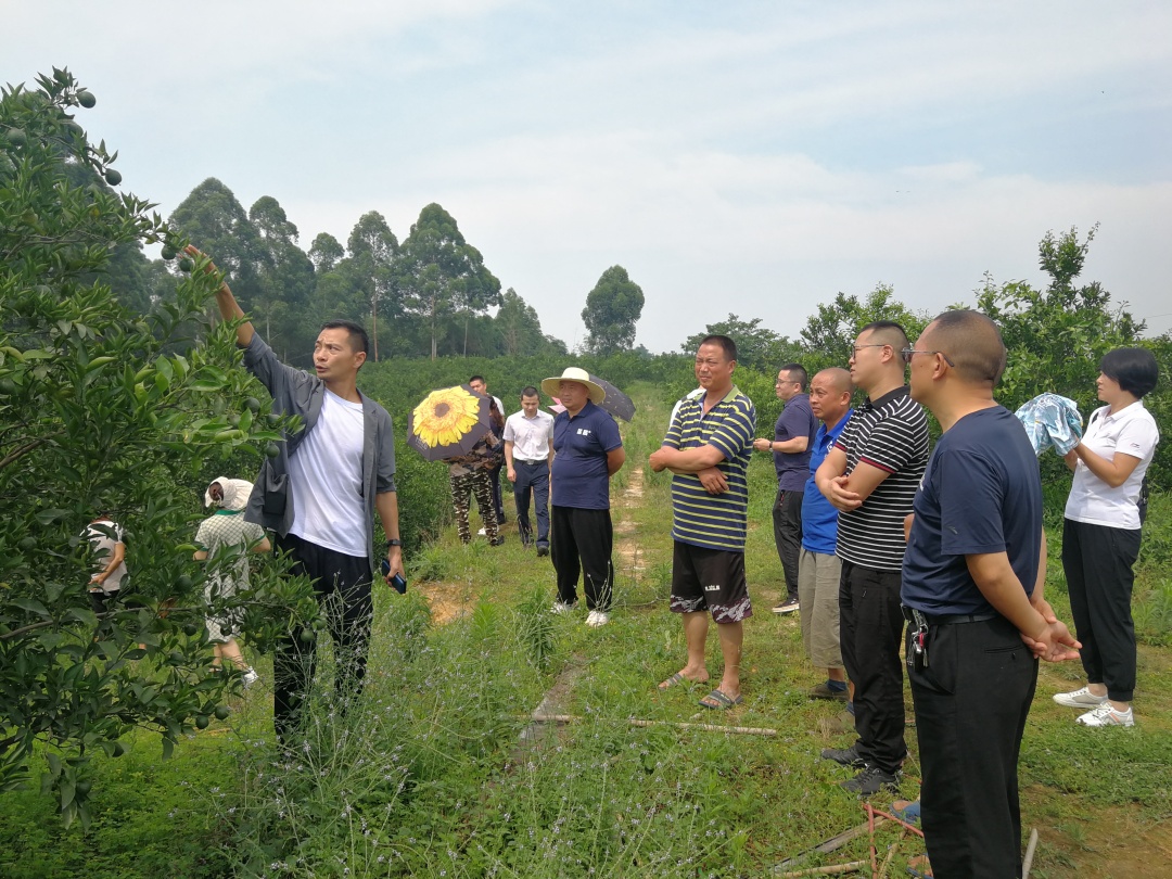 政協(xié)委員給果農(nóng)講解水果剪枝技術(shù)。.jpg