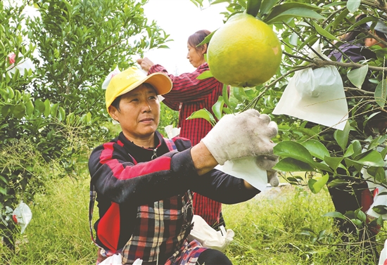 果園里的“產(chǎn)業(yè)工人”。.jpg