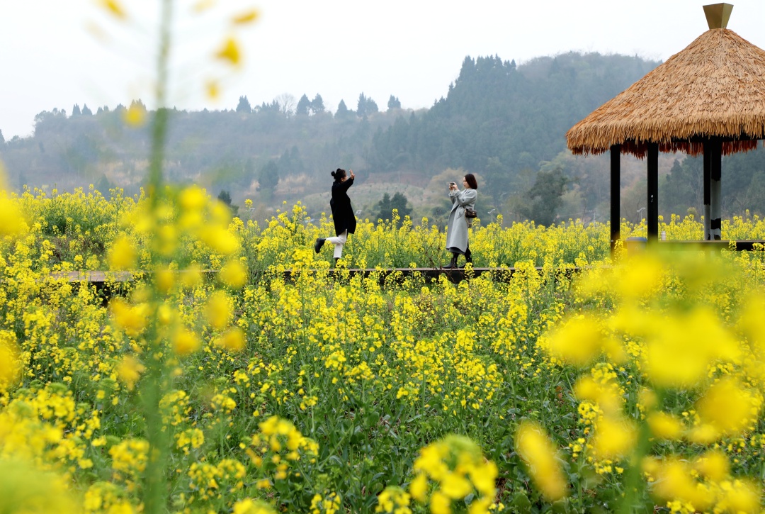 青崗鄉(xiāng)盤龍村油菜花開，游客來。 (1).jpg