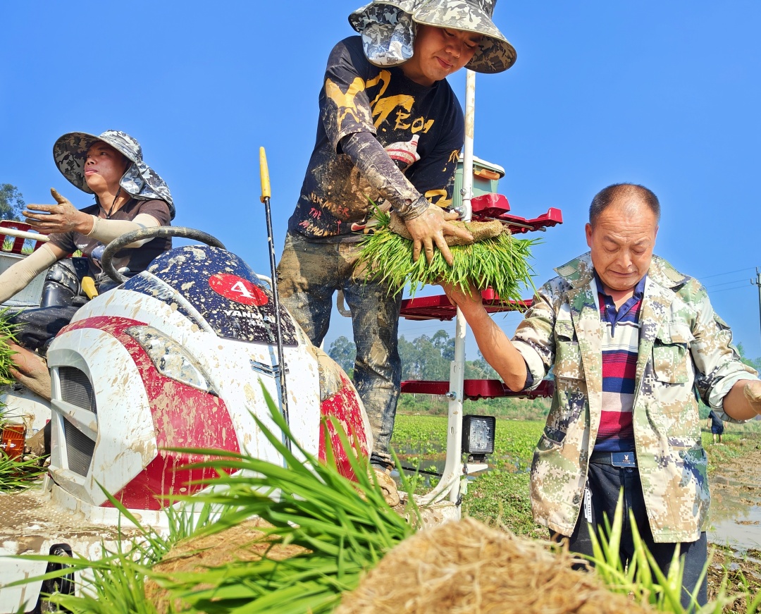 機(jī)械插秧現(xiàn)場，運(yùn)送秧苗.jpg