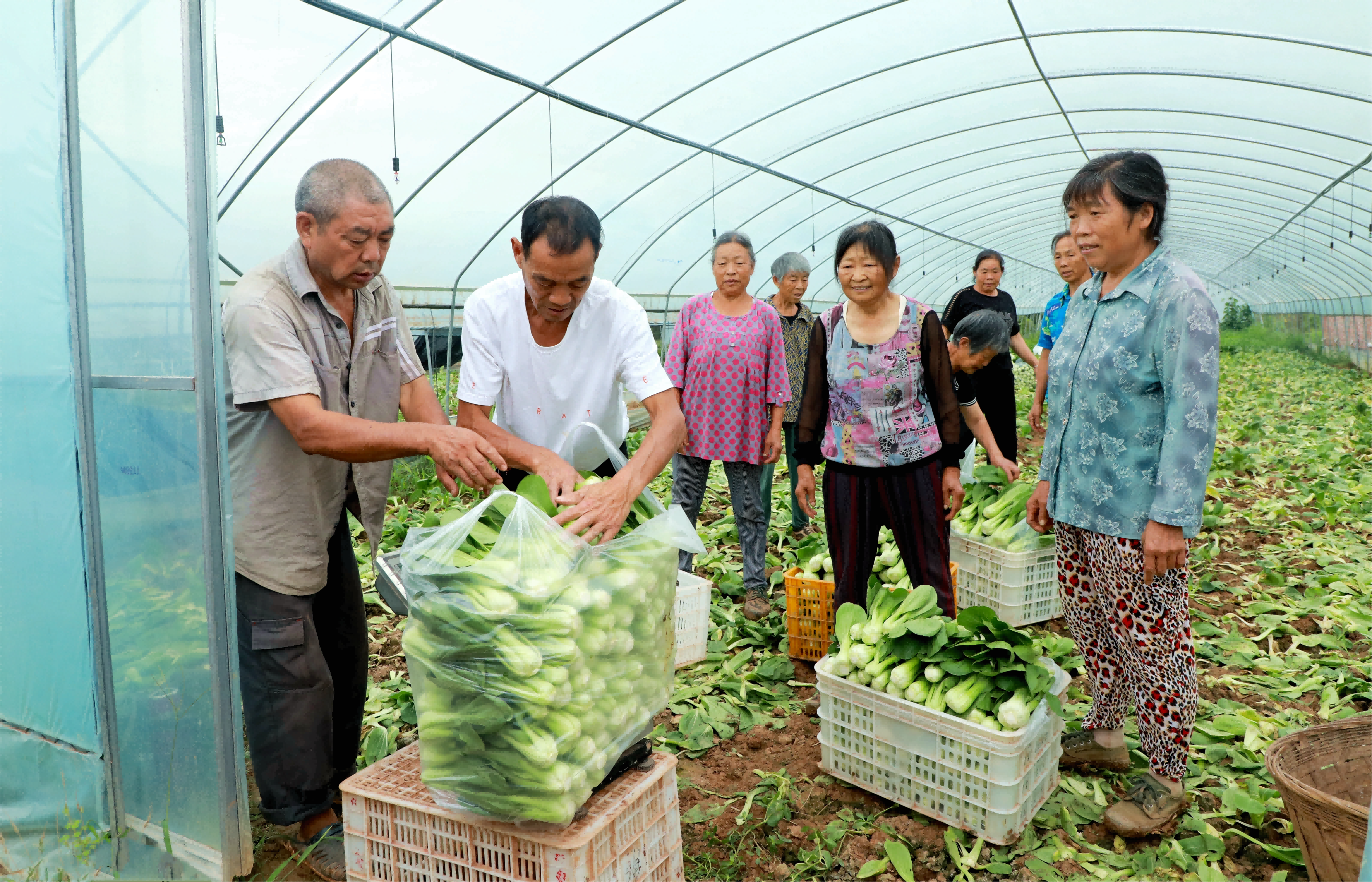  村民正在采收時(shí)令蔬菜。