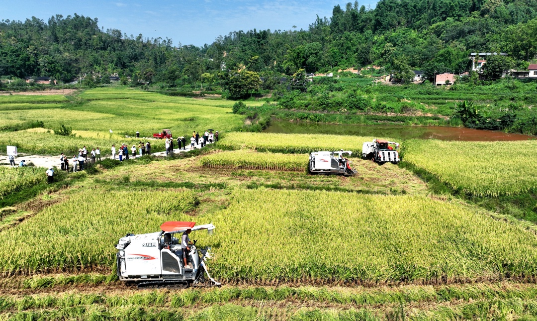 聯(lián)合收割機(jī)正在收割水稻。 (1).jpg