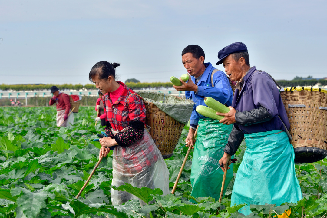 工人正在采摘西葫蘆。 (1).jpg