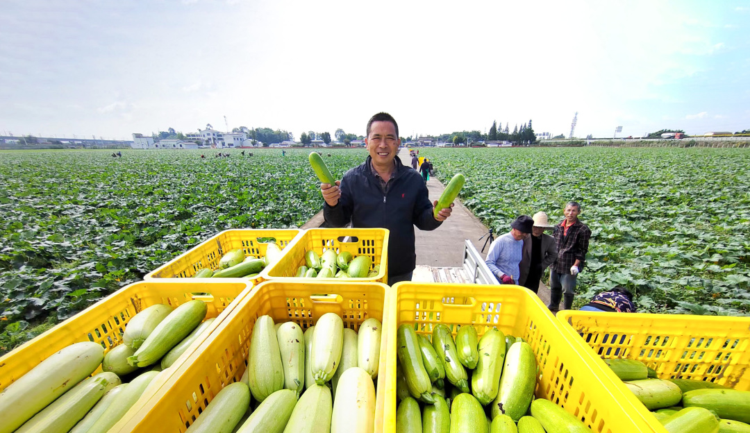 業(yè)主邵國東正在對剛剛采摘的西葫蘆進(jìn)行轉(zhuǎn)運。.jpg