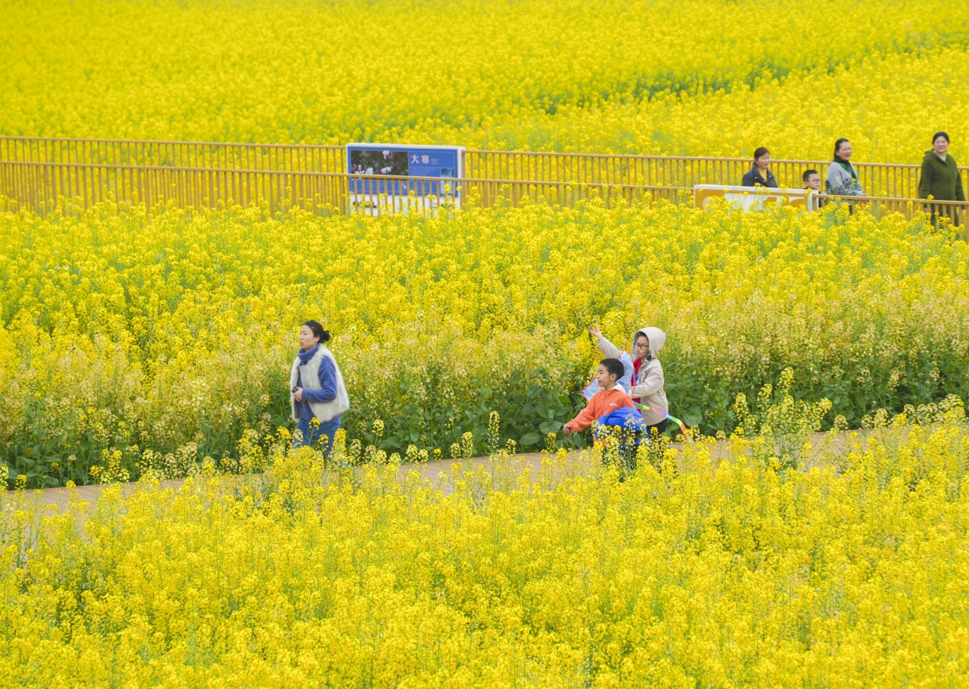 游人徜徉在彩色油菜花田內(nèi).jpg