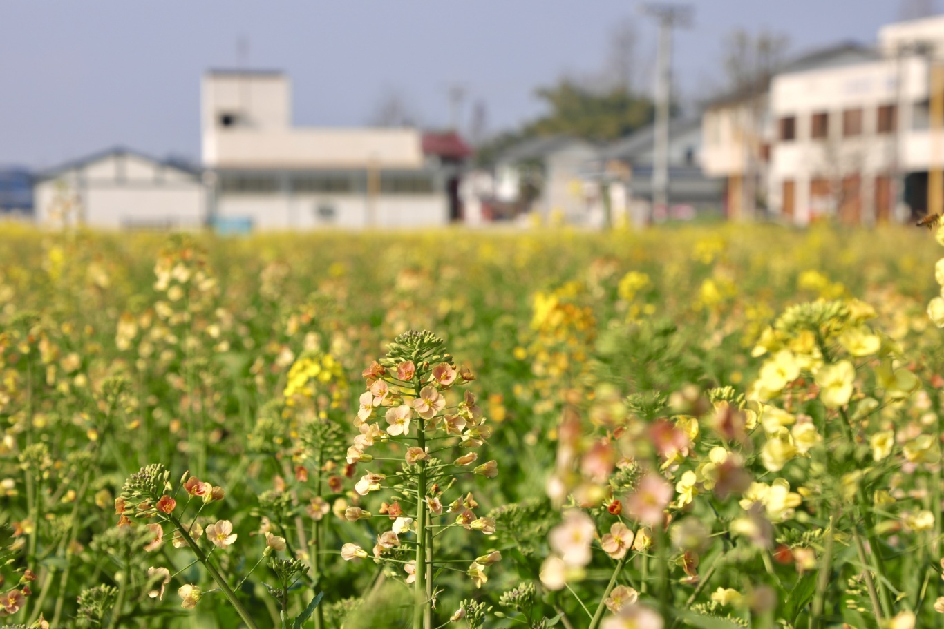 彩色油菜花.jpg