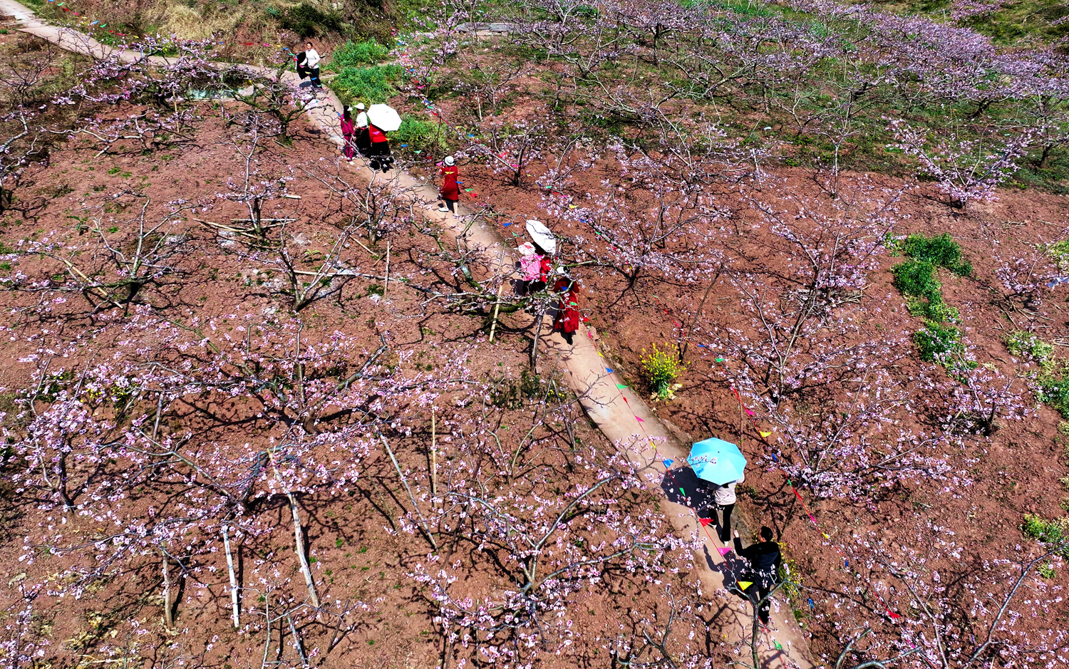 桃花開得正艷。 (1).jpg