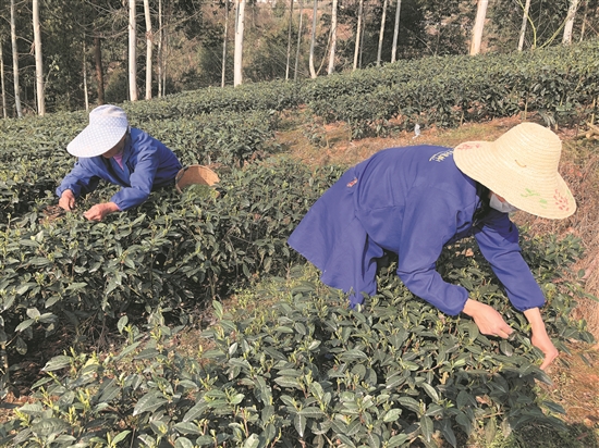 產(chǎn)業(yè)興旺的萬年村。