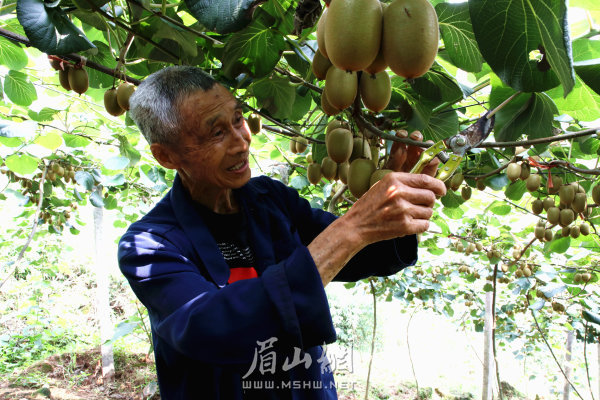 岐山村已脫貧戶陳明友正在獼猴桃園內修枝。