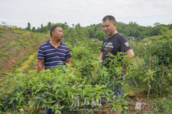 楊柳漕村第一書記何勇（右）與藤椒種植基地業(yè)主交談。