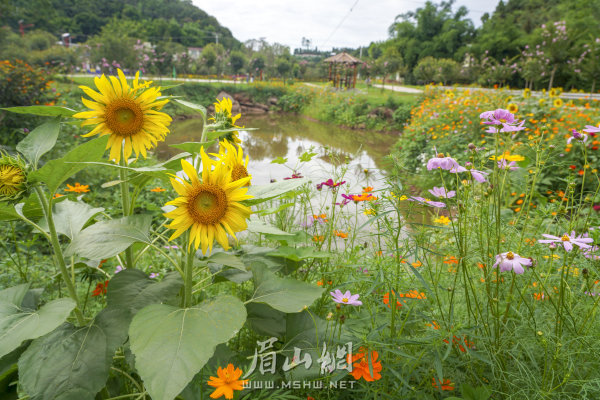 楊柳漕村村級(jí)公園一隅。