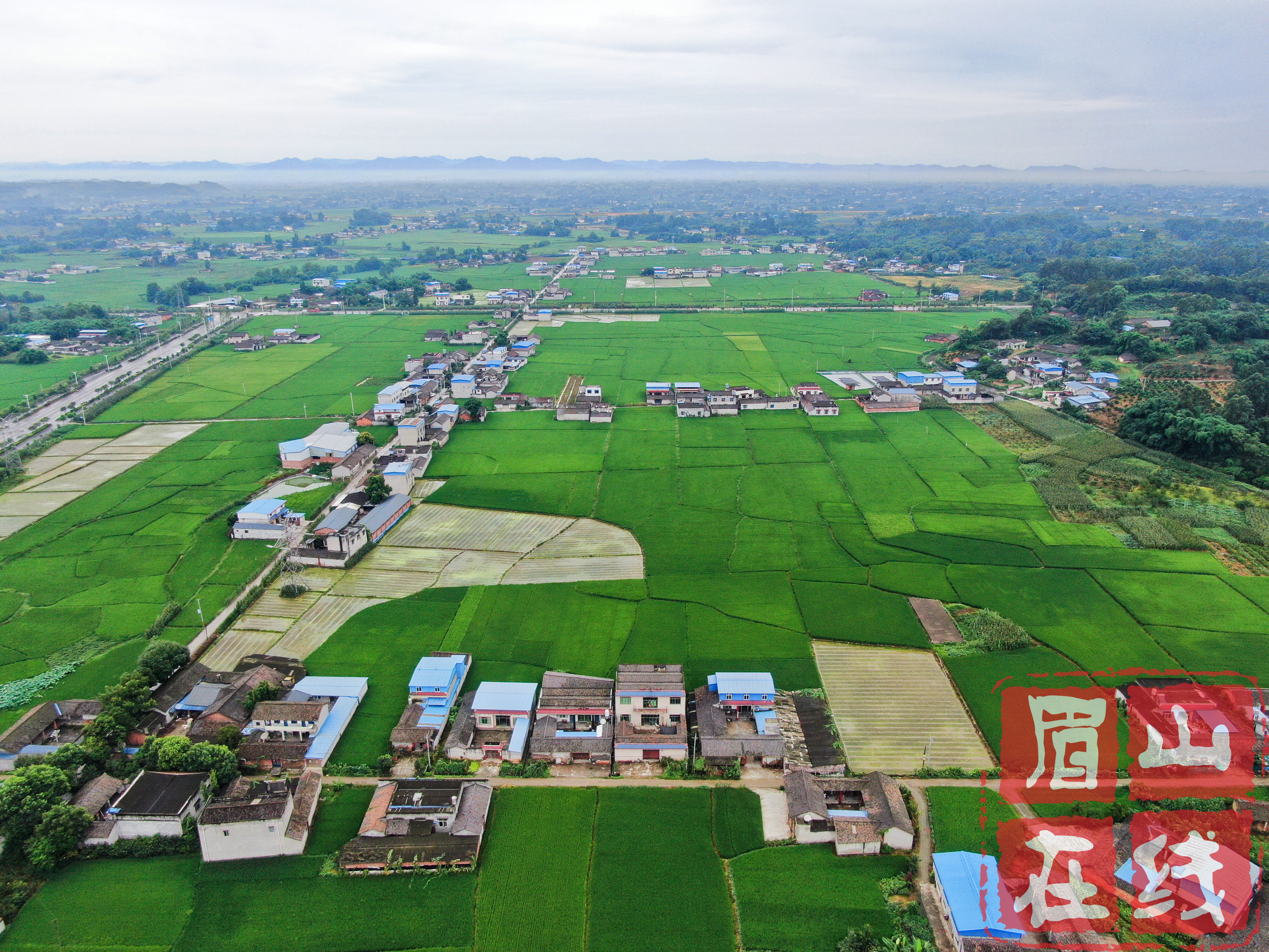 東坡區(qū)修文鎮(zhèn)廣袤的農田上，農作物長勢喜人