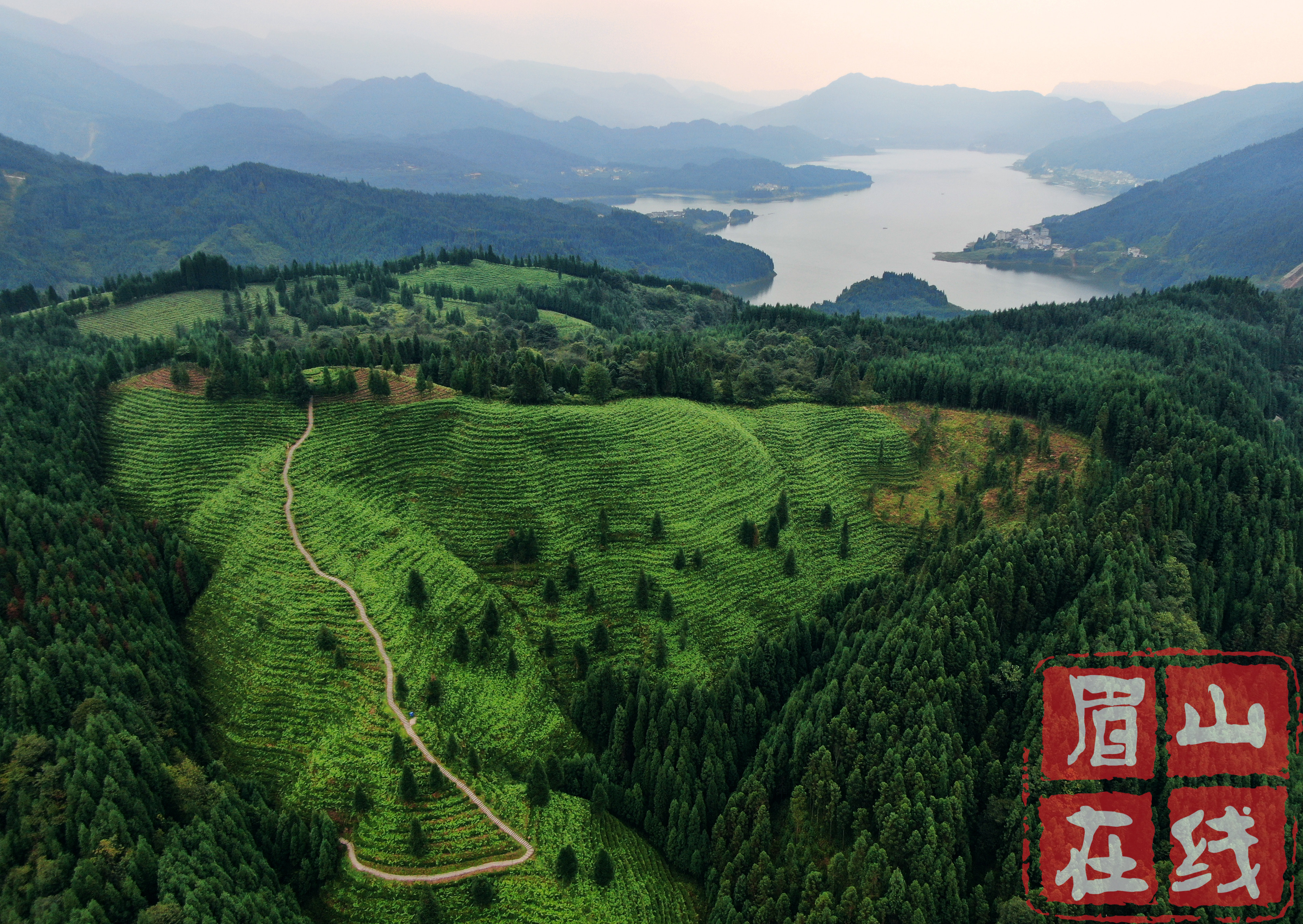 洪雅縣瓦屋山鎮(zhèn)復興村的高山茶園