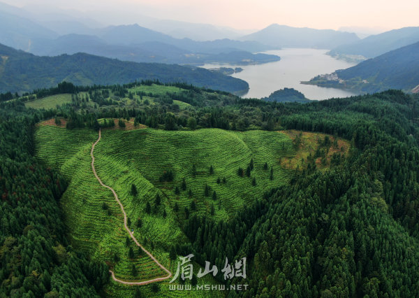 洪雅縣瓦屋山鎮(zhèn)復(fù)興村的高山茶園。