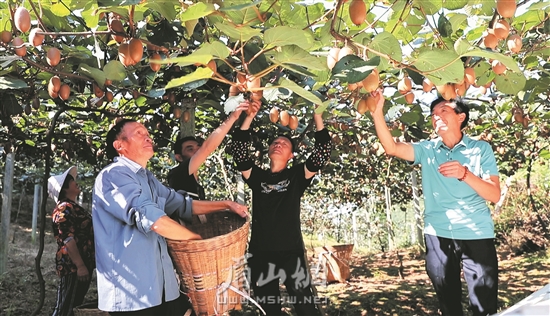 丹棱縣張場(chǎng)鎮(zhèn)岐山村村民們正在采摘獼猴桃。