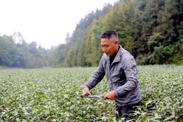 建檔立卡貧困戶修剪茶樹。