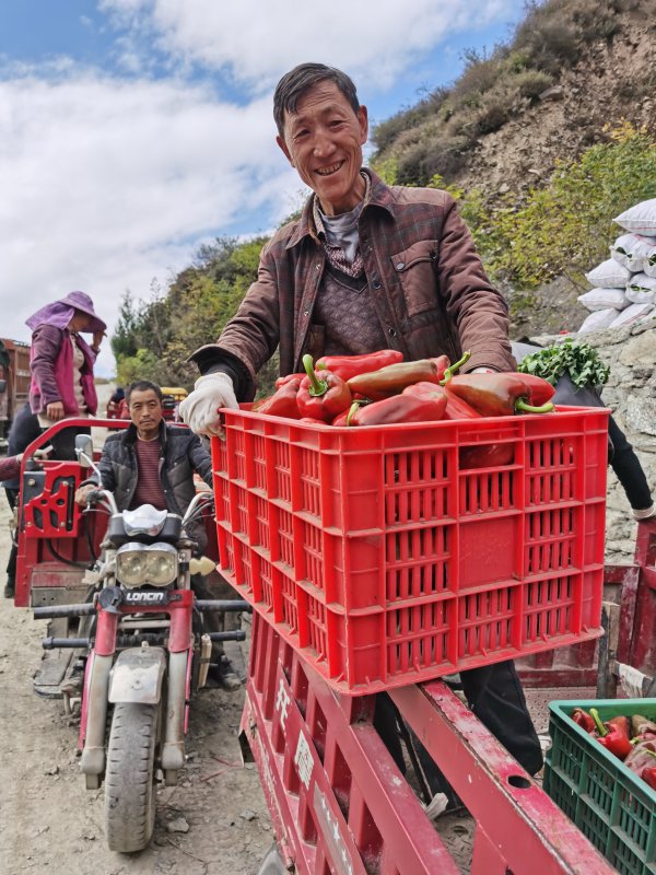 農(nóng)產(chǎn)品不愁賣，茂縣疊溪鎮(zhèn)桃花村種植戶展示剛摘的辣椒。