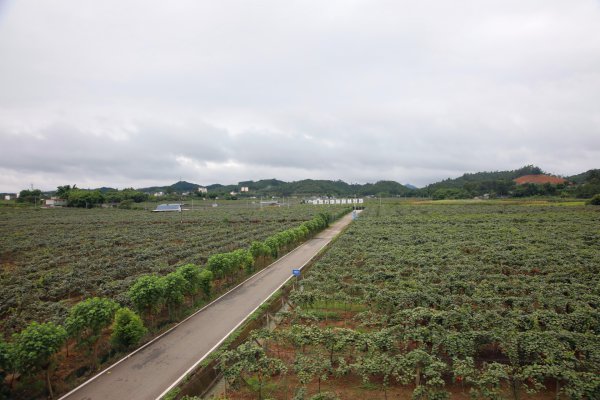 悅園村著力打造萬畝獼猴桃基地。