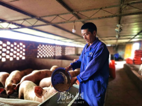 王文理正在飼養(yǎng)生豬。