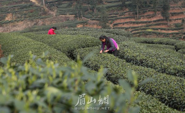 洪雅縣止戈鎮(zhèn)青杠坪村的茶農(nóng)在采摘、制作春茶。姚永亮 攝