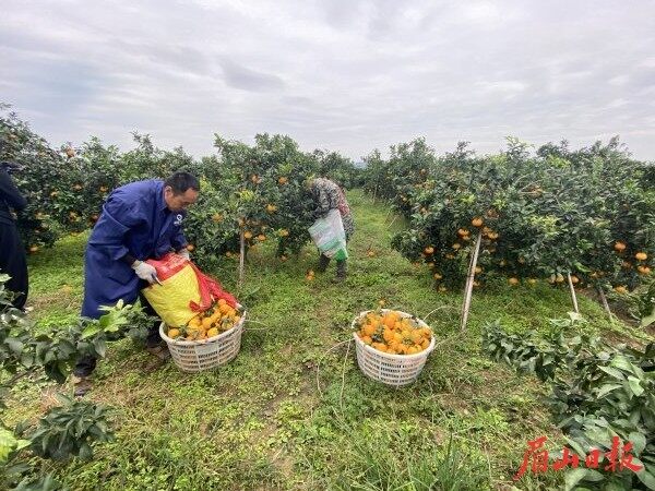  村民正在采摘柑橘。