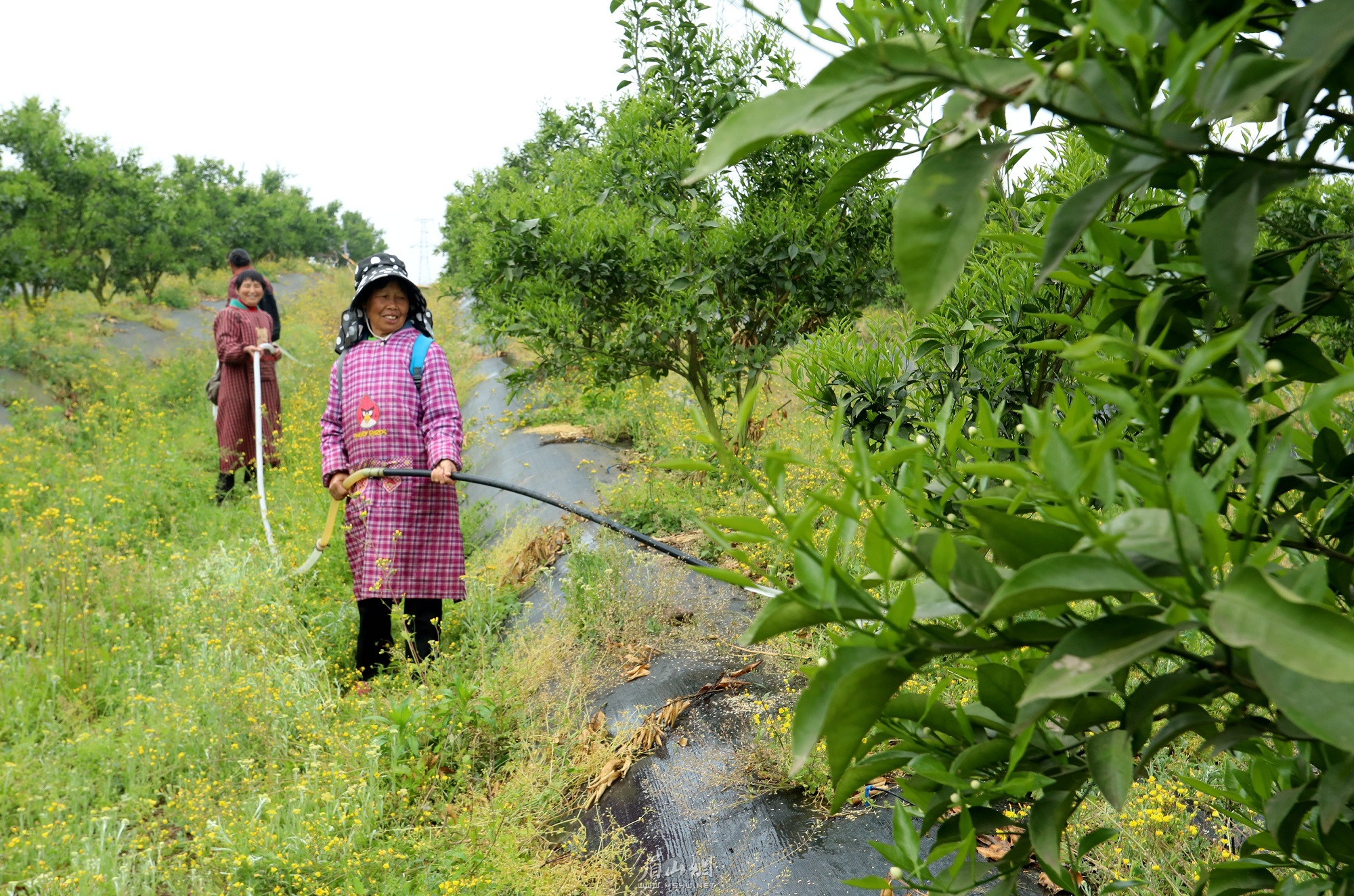 村民正在基地內(nèi)務(wù)工。.jpg