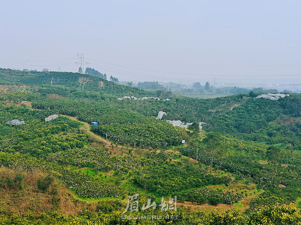 獅子村柑橘產(chǎn)業(yè)興旺。.jpg