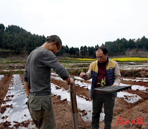 鐘約奎（右）在田間指導(dǎo)農(nóng)民高質(zhì)量種植玉米。（楊鵬 攝）