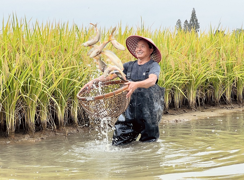 水稻豐收，東坡區(qū)的稻田魚也到了銷售旺季王允浩.jpg