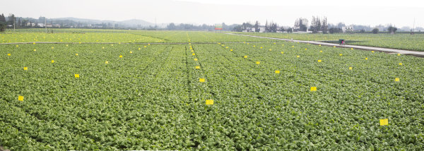 崇禮鎮(zhèn)光華村泡菜原料基地。