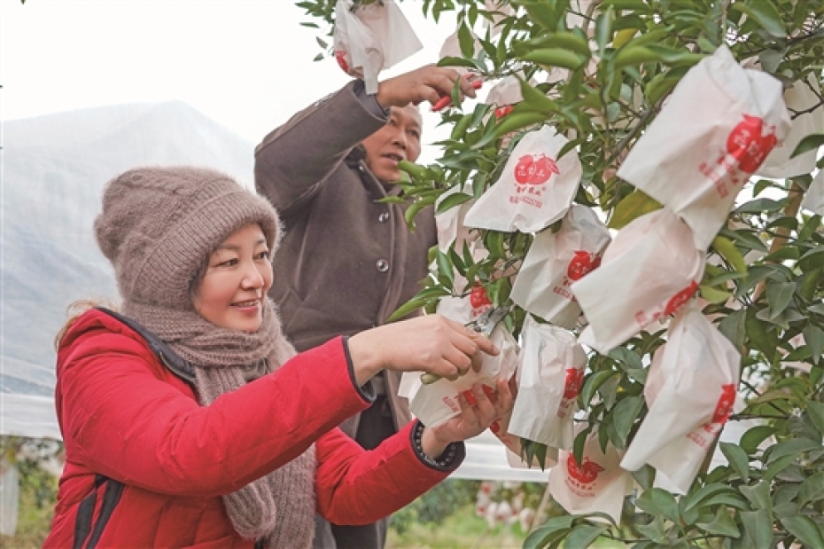 王學(xué)蓮正在采摘柑橘。