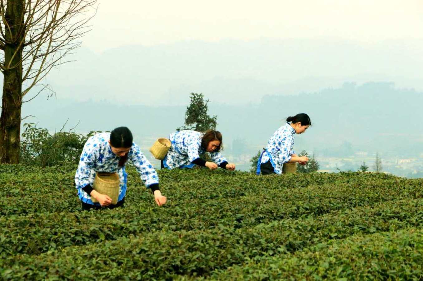  采摘洪雅春茶