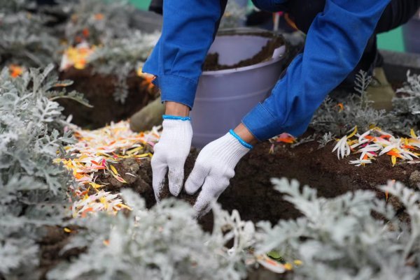  公益生態(tài)葬采取不立碑、不保留骨灰的生態(tài)葬方式，將逝者骨灰放置于可降解環(huán)保材料中，集中安葬于墓園花壇內(nèi)，深埋后半年左右自行降解，與鮮花土壤融為一體。