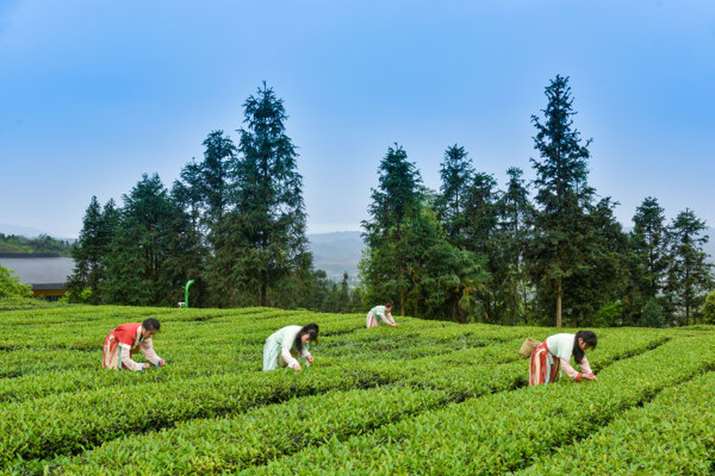 采茶比賽現(xiàn)場。