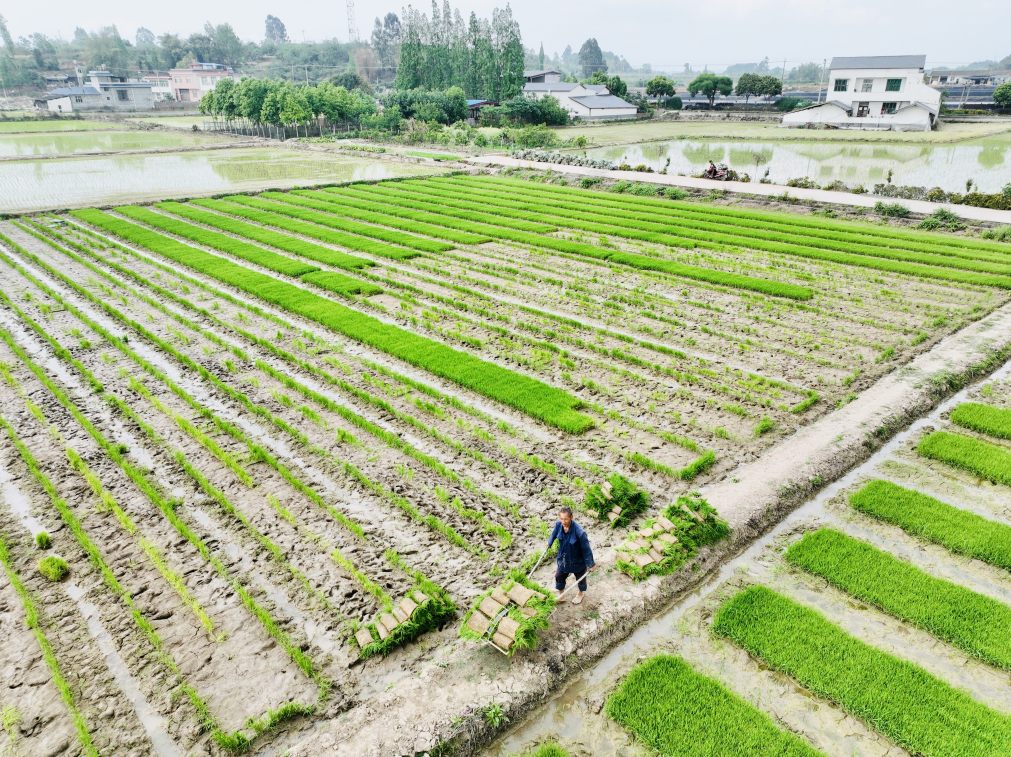  百家池村退草還耕迎來第二年糧食種植