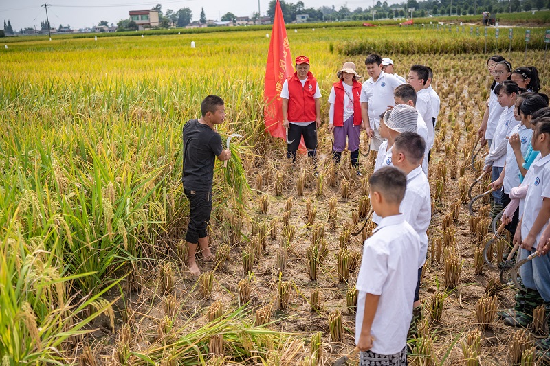  農技專家教學生們怎么收割稻谷。