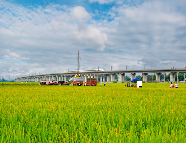  東坡區(qū)太和鎮(zhèn)永豐村水稻開(kāi)鐮收割。眉山日?qǐng)?bào)全媒體記者 廖 波 攝