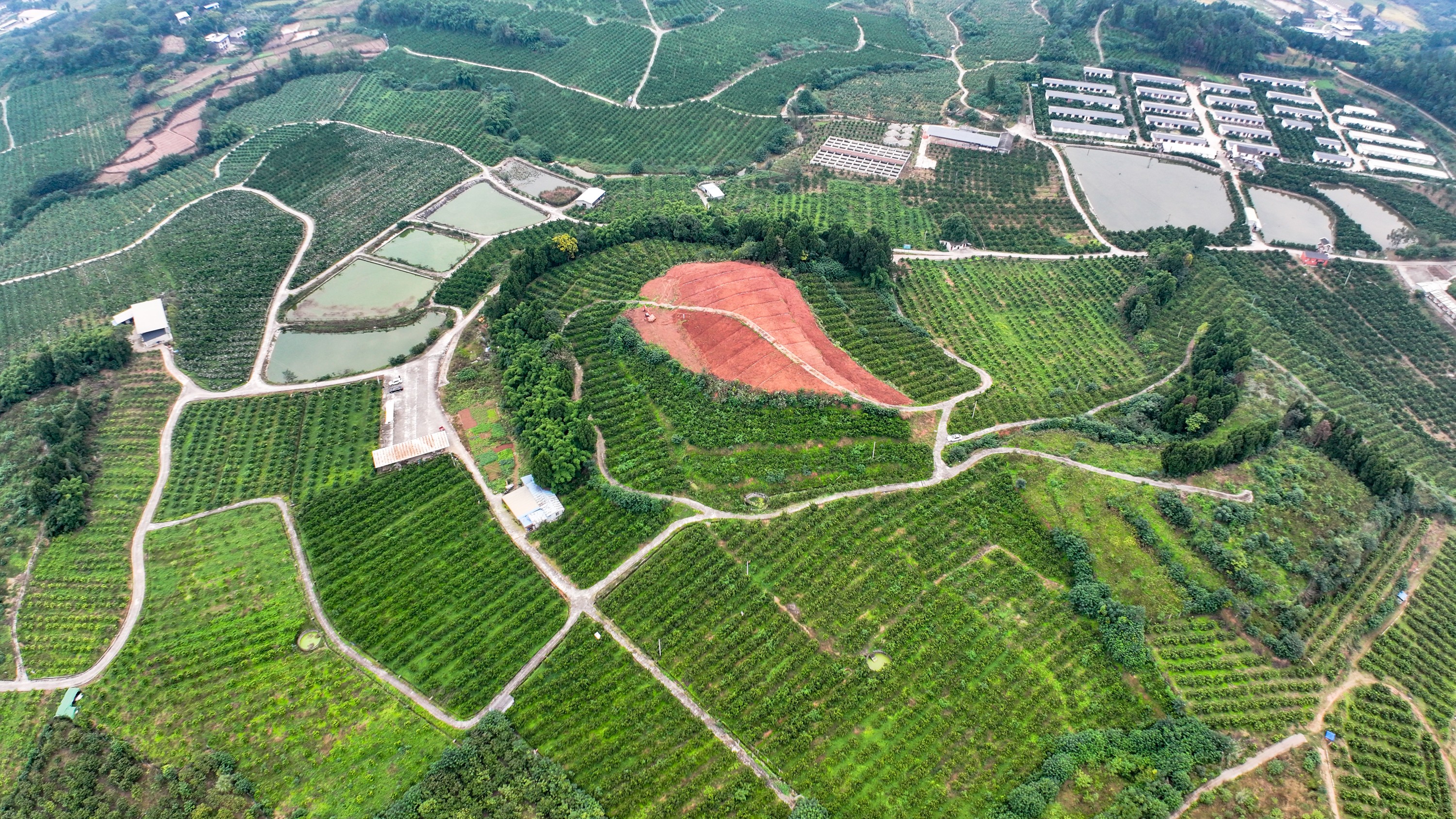 水利社區(qū)千畝柑橘基地。