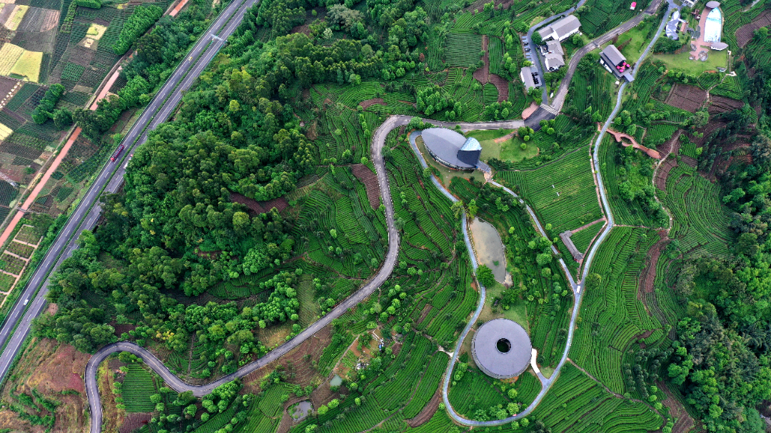 鳥瞰青杠坪村茶山。洪宣供圖.jpg