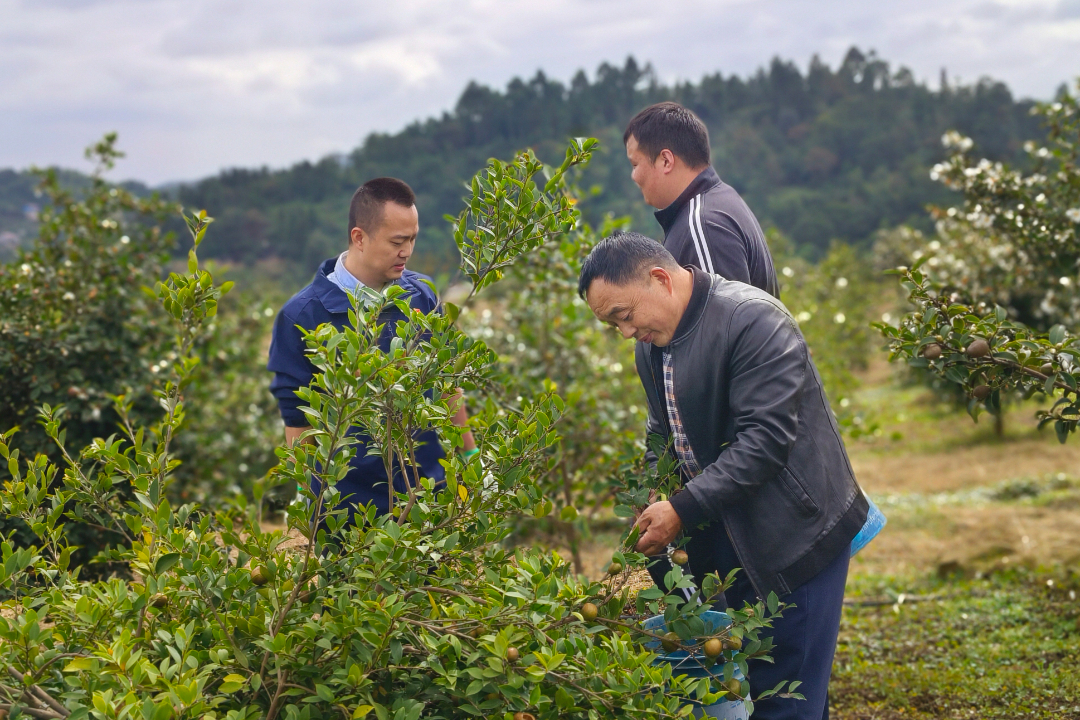 東岳鎮(zhèn)天宮村組織考察學(xué)習(xí)油茶產(chǎn)業(yè)發(fā)展。